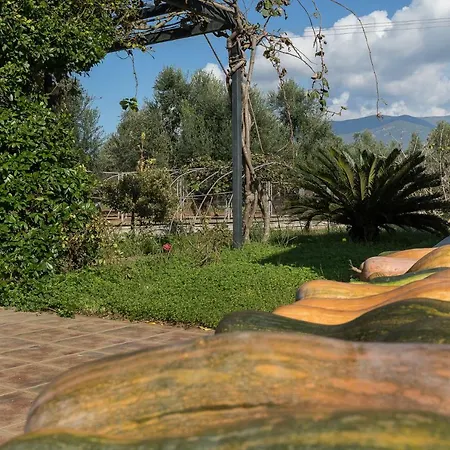 Olive Tree *